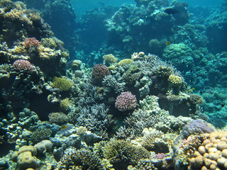 Fototapeta na wymiar Group of coral fish in water.