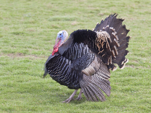 free range turkey cock 2