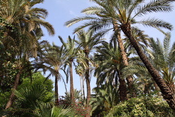 Jardine Majorelle in Marrakesh, Morocco, Africa