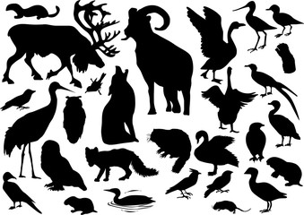 polar animals collection isolated on white