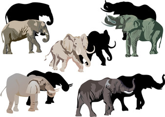five elephants and its shadows
