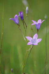 Beautiful violet flower in a meadow