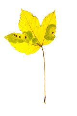 Obraz premium Autumn leaf