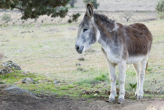 Burro en un prado.