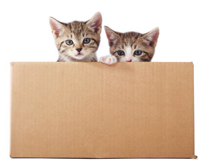 Two little tabby kittens in a cardboard box