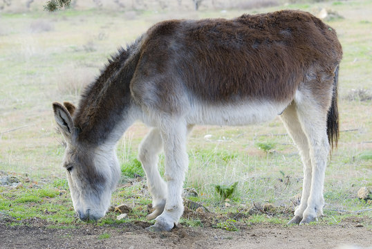 Burro pastando en un prado.