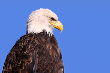Famous American bald eagle against blue sky