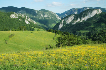 Fototapeta na wymiar Background with green field and yellow flowers