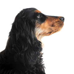 profil de cocker anglais © cynoclub