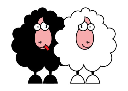 funny black and white sheeps