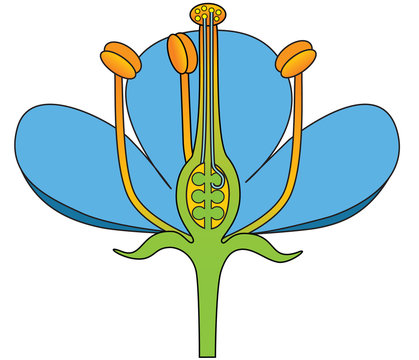 Cross section of flower (flower structure)