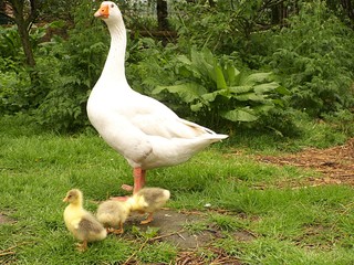 g&auml;nsepapa mit nachwuchs