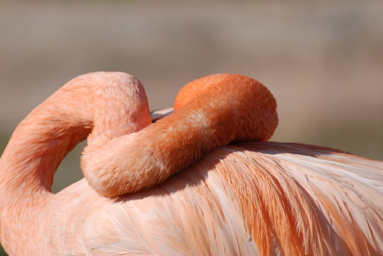 camargue