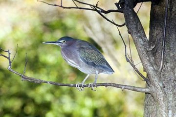 Tricolored Heron (Egretta tricolor)