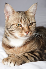 Fototapeta na wymiar European cat in front on a gray background