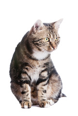 European cat in front on a white background with tongue out