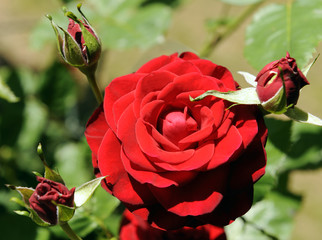 Rose_2838