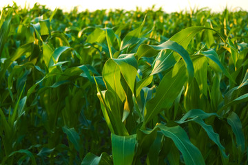 Green maize field