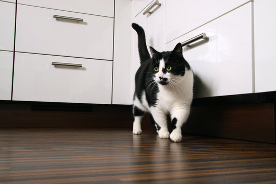 Katze in der K&uuml;che