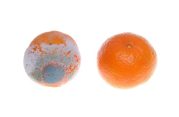 mouldy and fresh mandarin