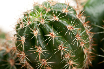 Naklejka na ściany i meble Background from a cactus