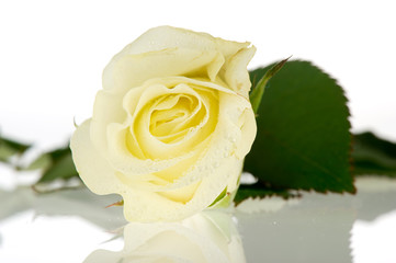 White rose
