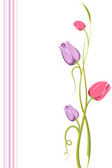 Tulip Floral Background