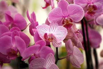 Deurstickers Orchidee Orchideenblüte