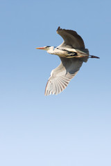 great grey heron in flight against the blue sky / Ardea cinerea