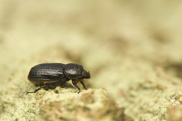 Sinodendron cylindricum