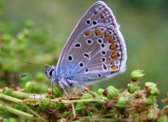 Butterfly pts