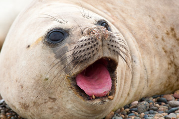 Female Elephant Seal.