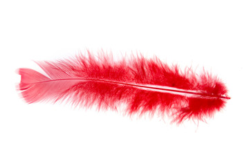 Feather