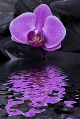 orchidea bagnata riflessa