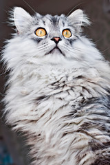 grey fluffy cat look at