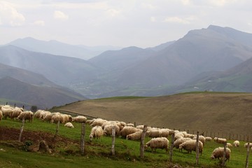 Moutons du Pays Basque broutant de l'herbe