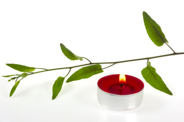 Teelicht mit gr&uuml;nen Bl&auml;ttern, isoliert auf weiss