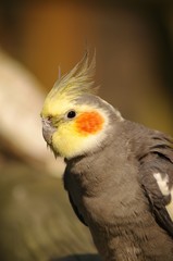 Nymphicus hollandicus