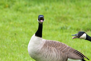 Angry Goose