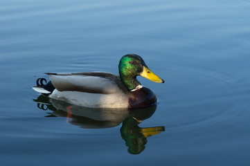 Stockente Erpel