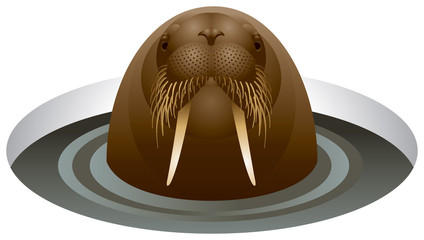 Walrus in the ice-hole