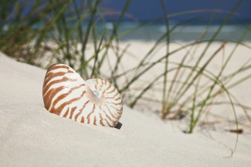 nautilus shell on beach  grass and tropical sea