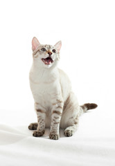 Cat with open mouth.