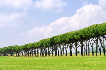 Fototapeta premium Pinienallee - pine avenue 01