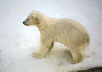 Obraz na płótnie Canvas Little polar bear