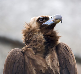 Bird of prey