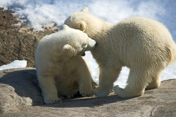 Polar bears