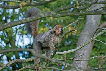Lemur (Eulemur sp.) climbs the tree branch