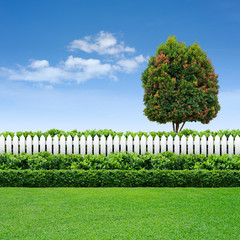 white fence and hedge with tree on blue sky