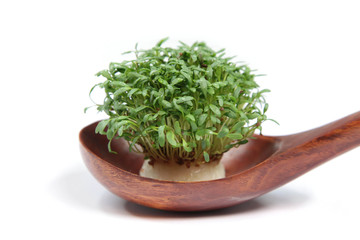 Gartenkresse
